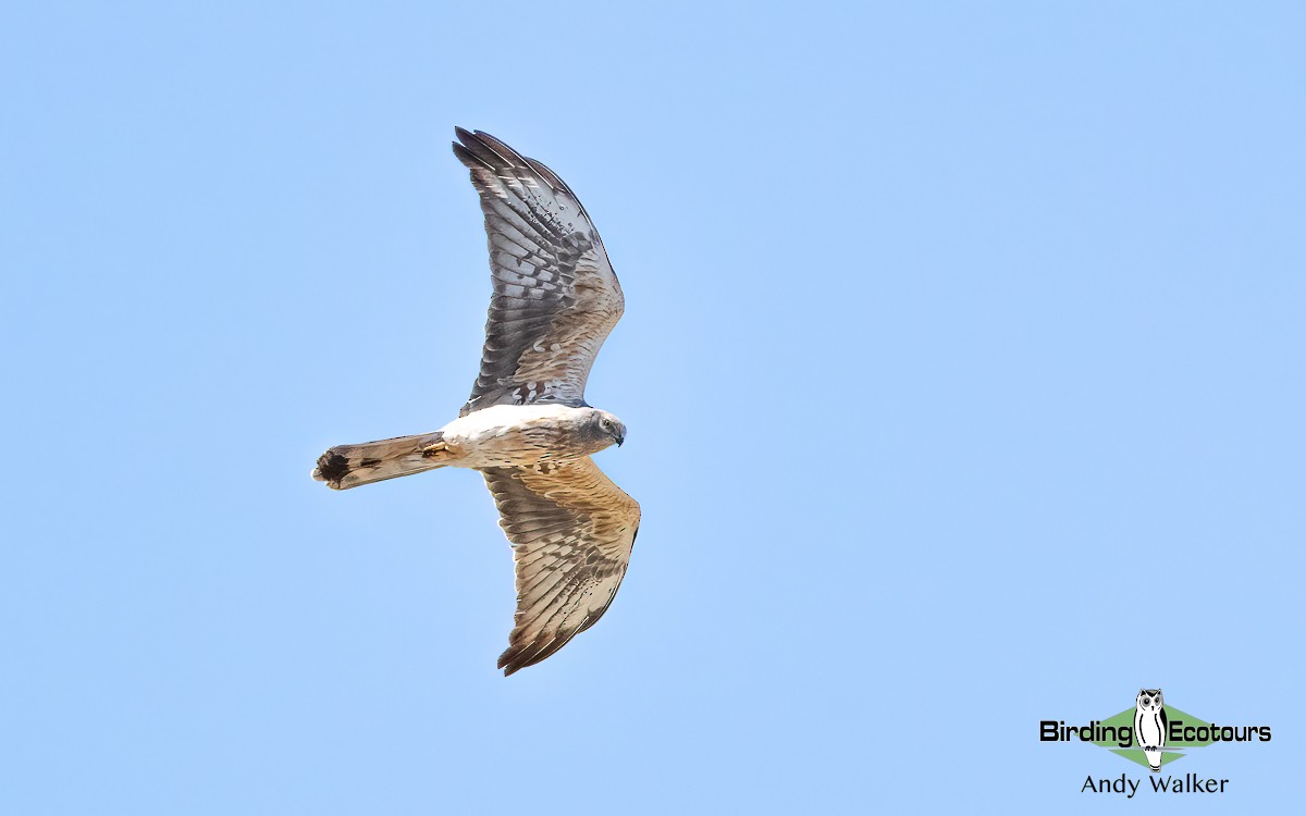 Montagu's Harrier - ML620776916