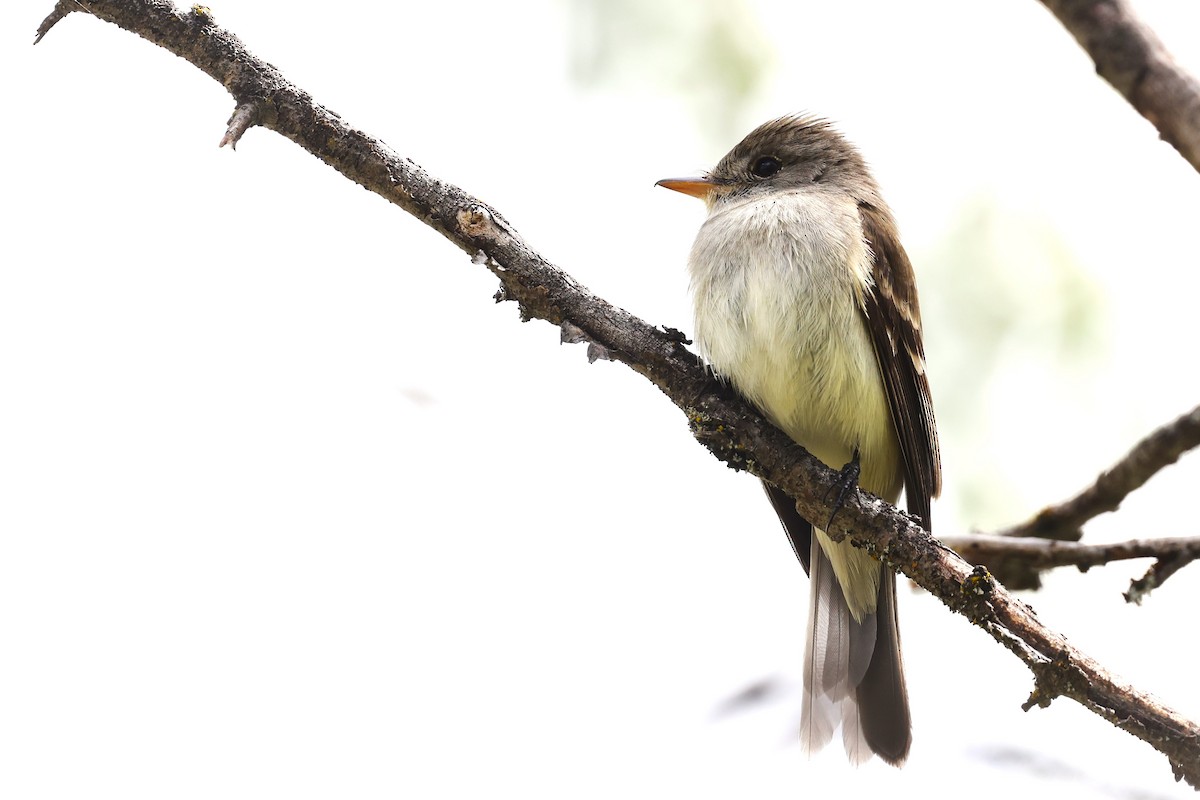 Willow Flycatcher - ML620776918