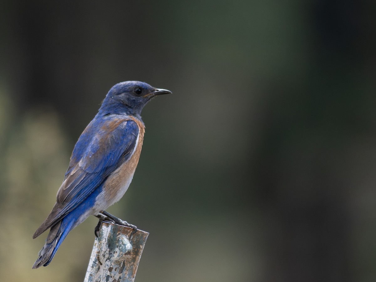 Western Bluebird - ML620776919