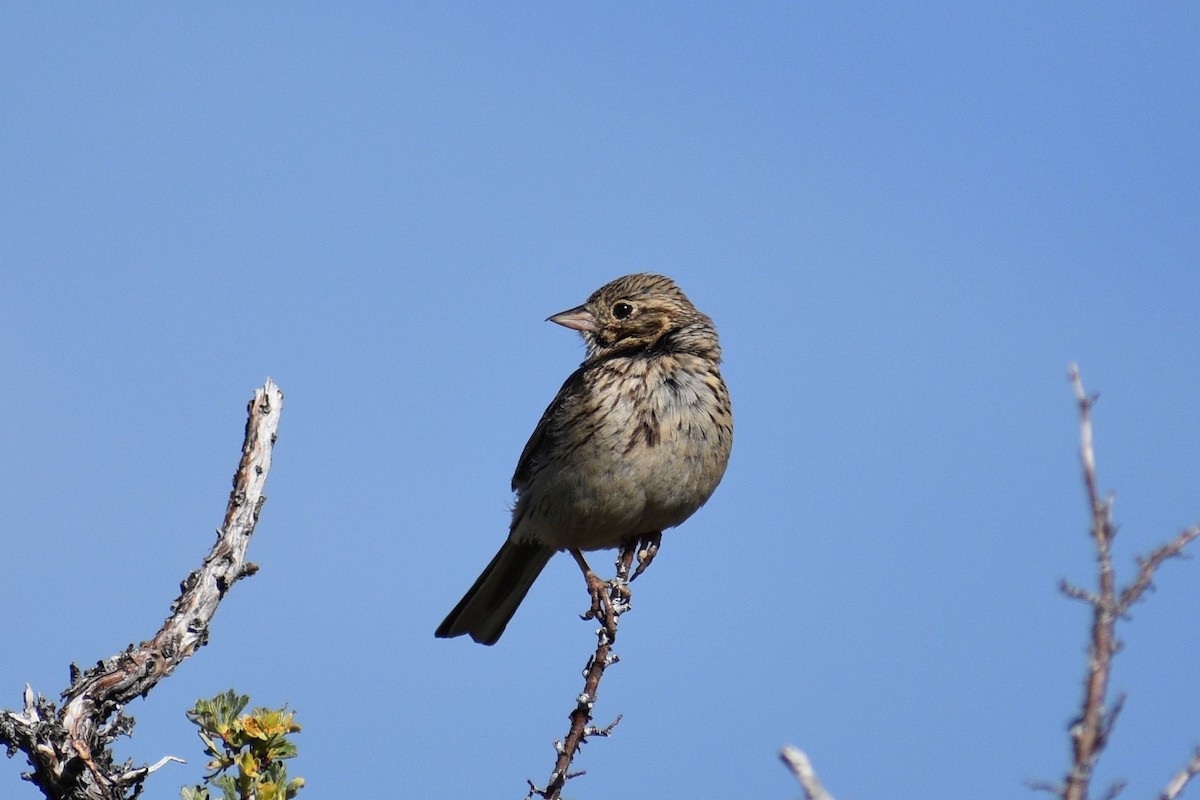 Vesper Sparrow - ML620776920