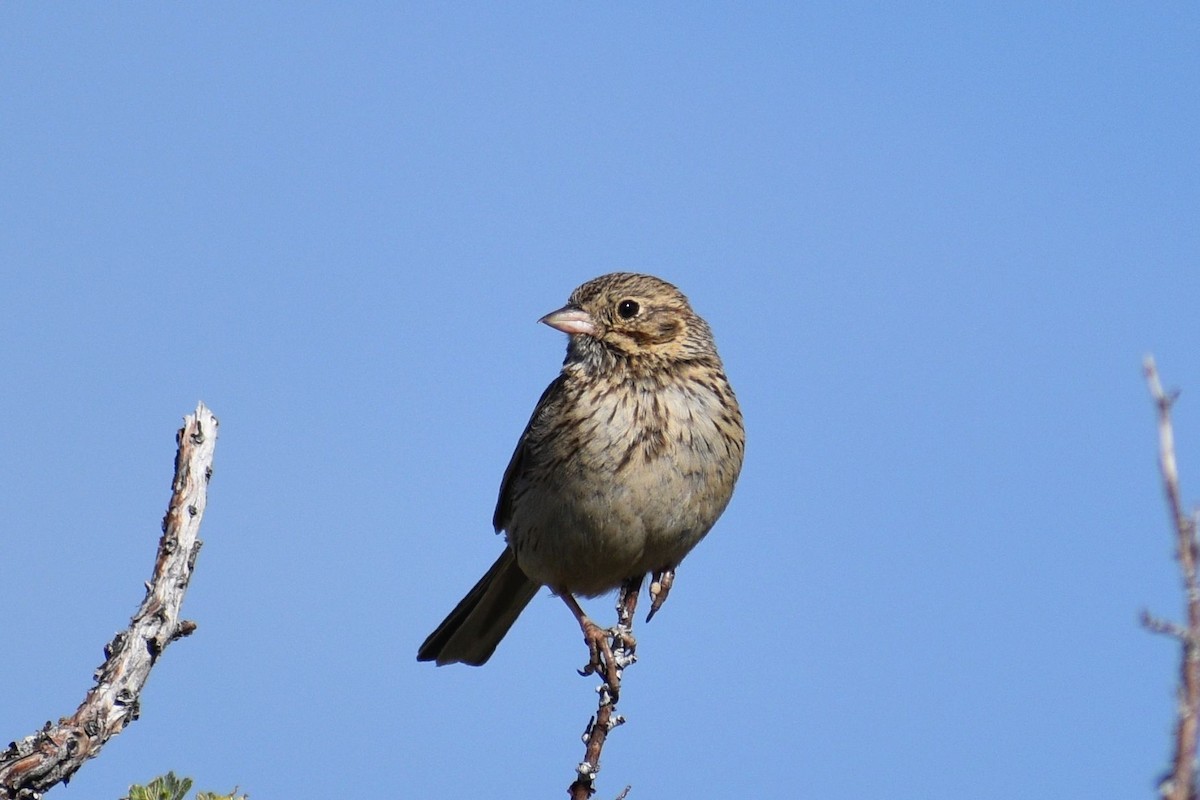 Vesper Sparrow - ML620776922