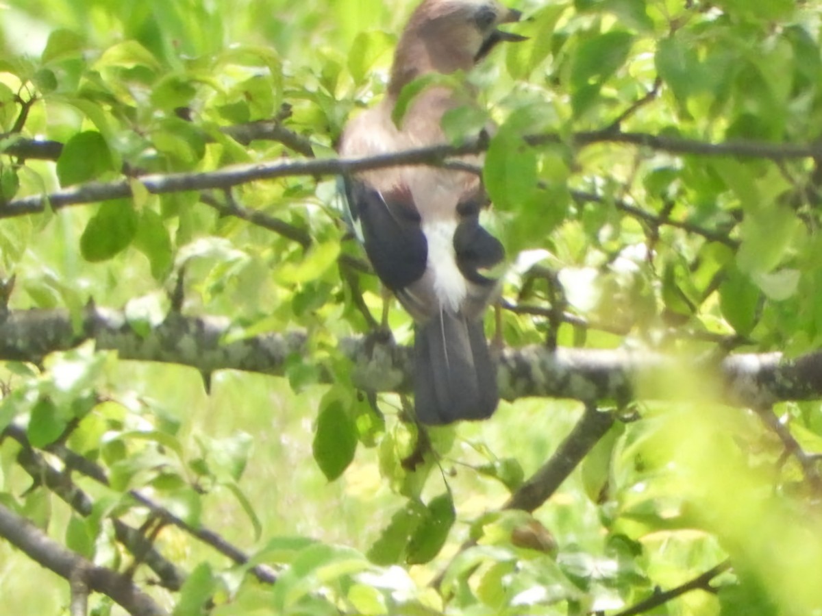 Eurasian Jay - ML620776924