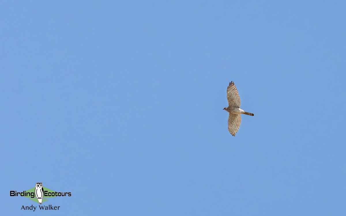 Levant Sparrowhawk - Andy Walker - Birding Ecotours