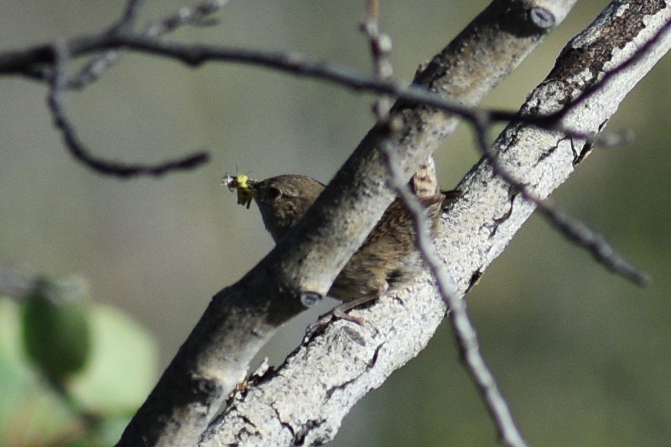 Northern House Wren - Sydney Gerig