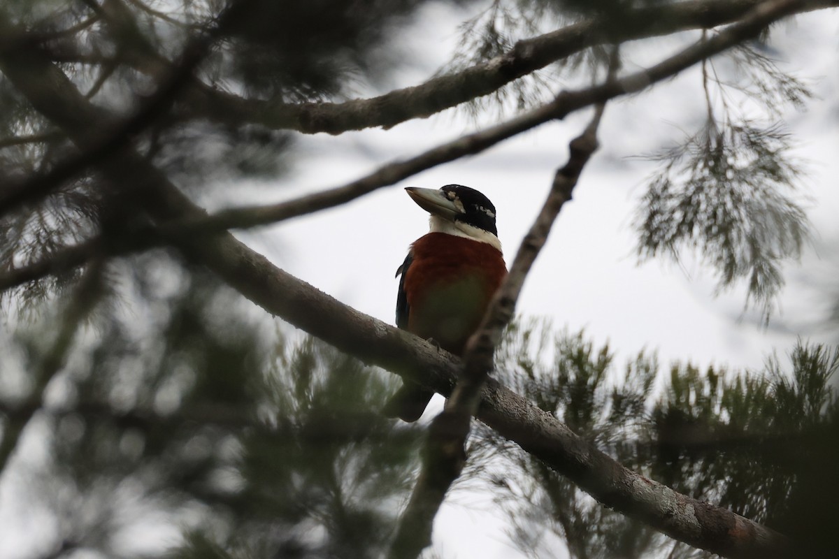 Rufous-bellied Kookaburra - ML620776930