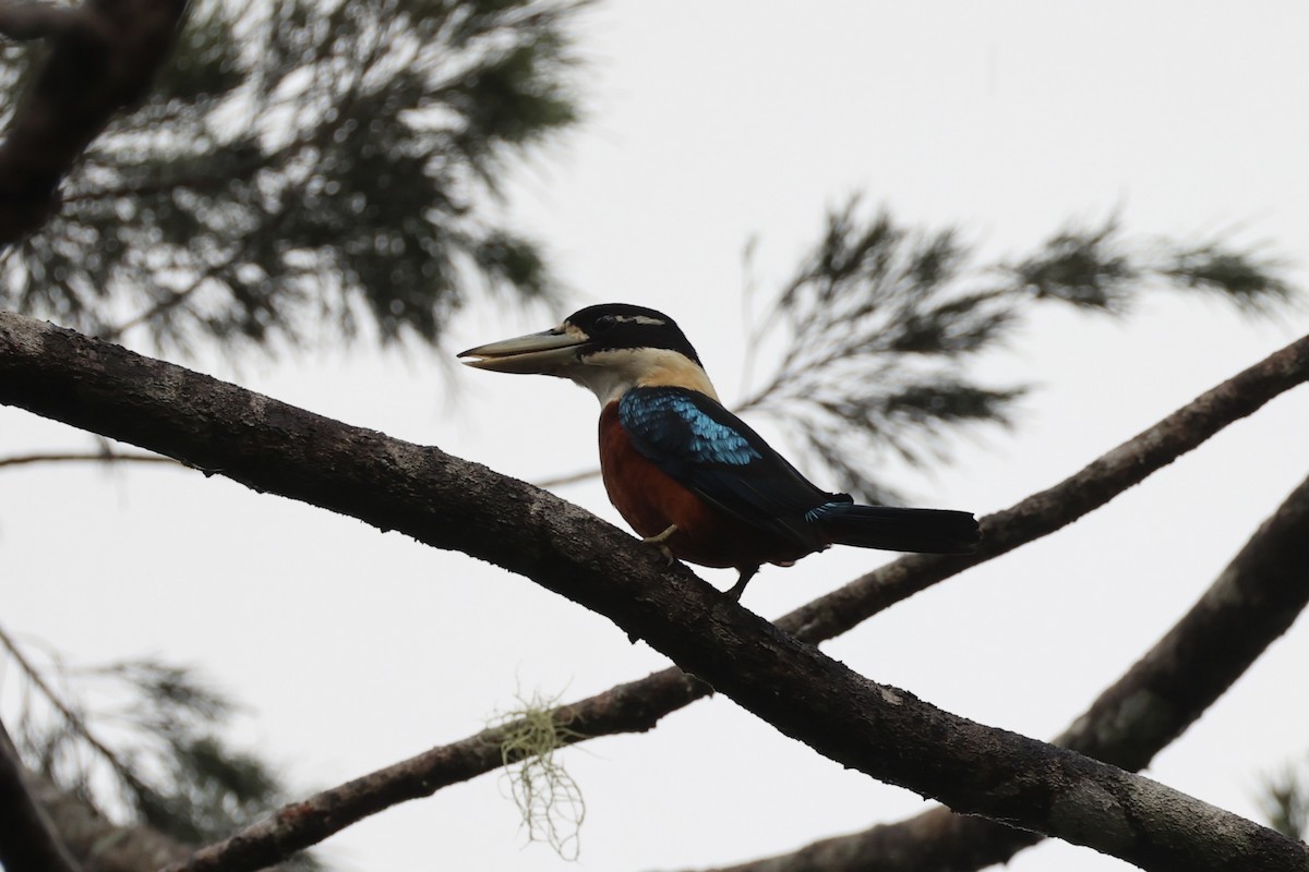 Rufous-bellied Kookaburra - ML620776931