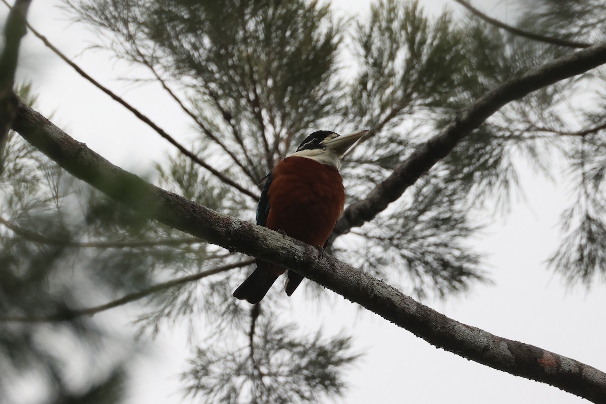 Rufous-bellied Kookaburra - ML620776933