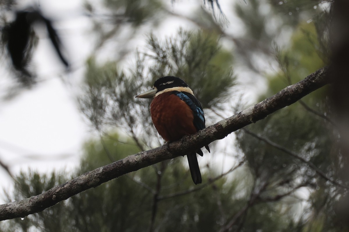 Rufous-bellied Kookaburra - ML620776934