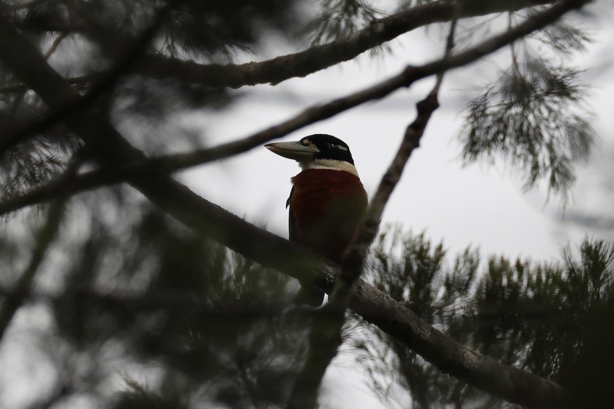 Rufous-bellied Kookaburra - ML620776935