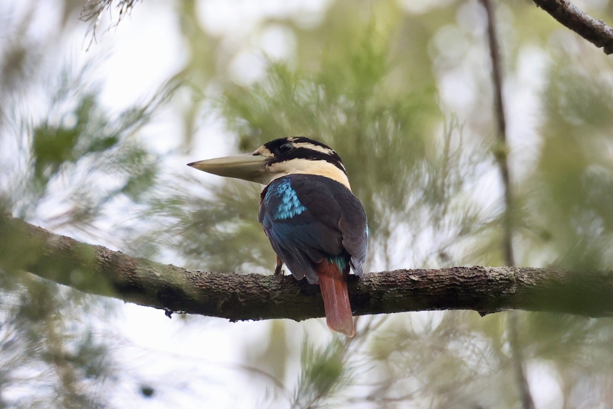 Rufous-bellied Kookaburra - ML620776936