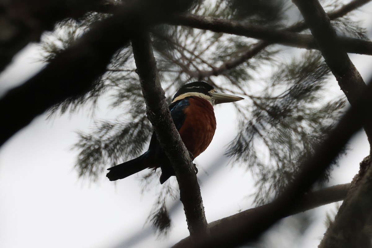 Rufous-bellied Kookaburra - Andrew William