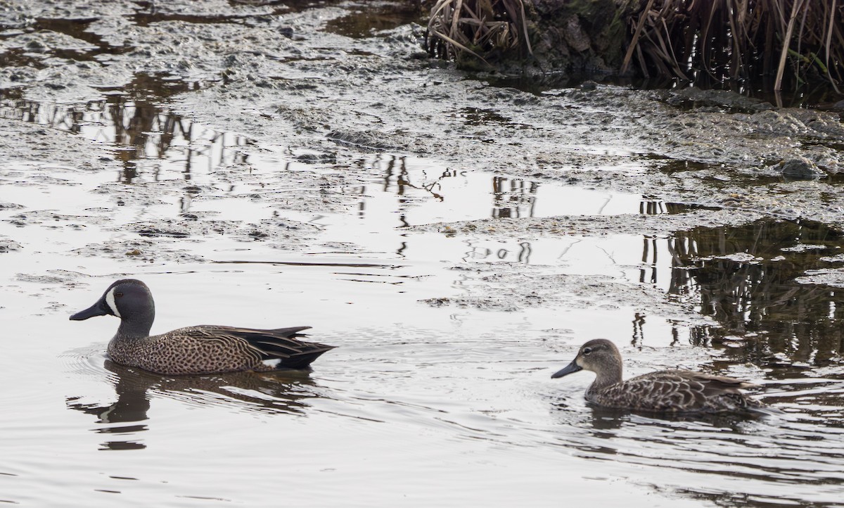 Blue-winged Teal - ML620776939