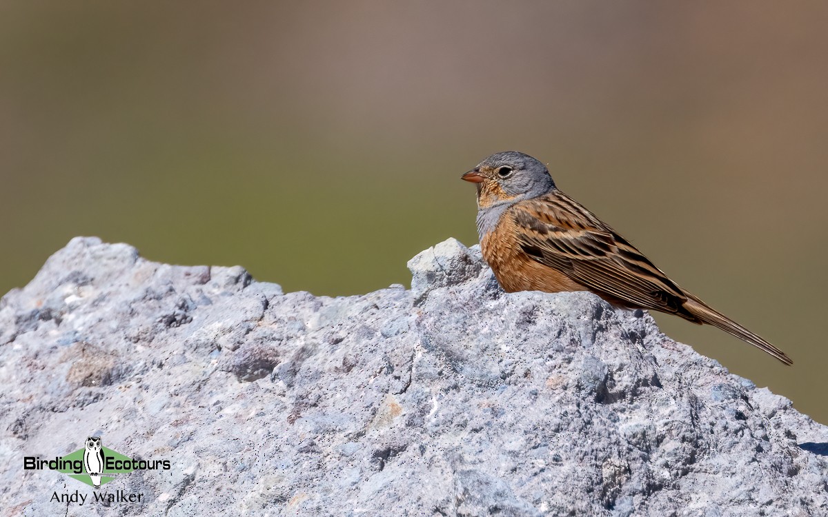 Cretzschmar's Bunting - ML620776941