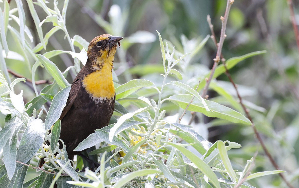 Yellow-headed Blackbird - ML620776942