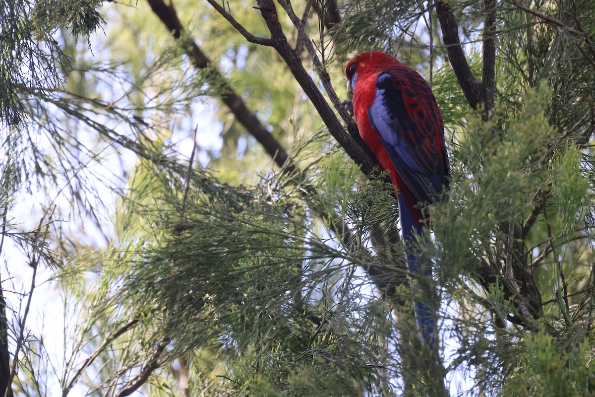 Crimson Rosella - ML620776943