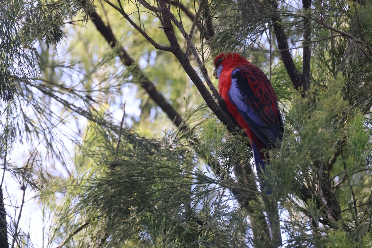 Crimson Rosella - ML620776944