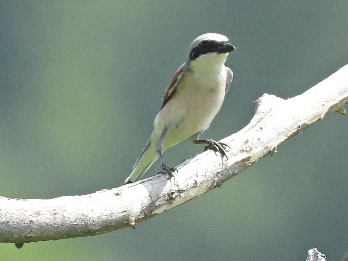 Red-backed Shrike - ML620776945