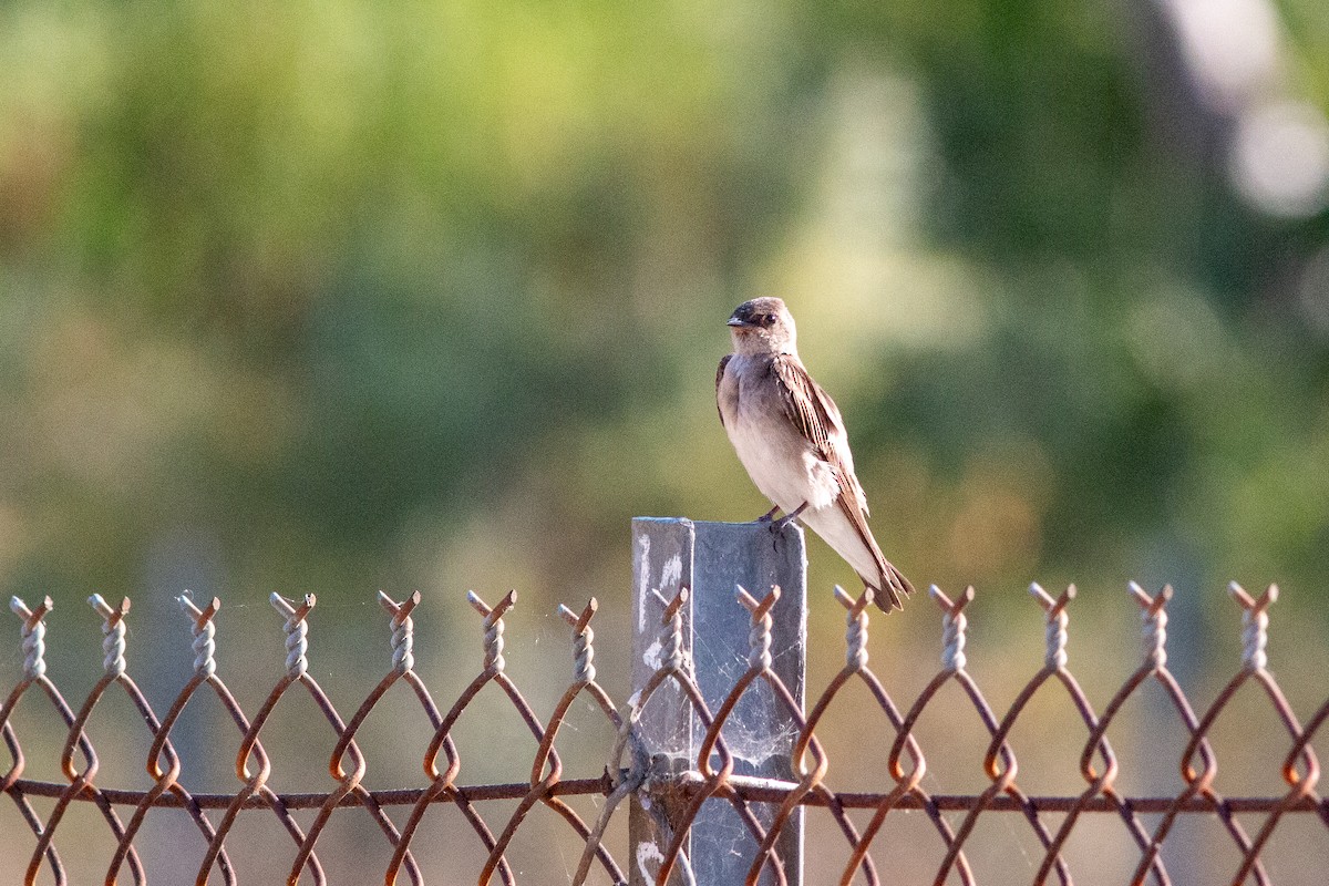 Northern Rough-winged Swallow - ML620776947