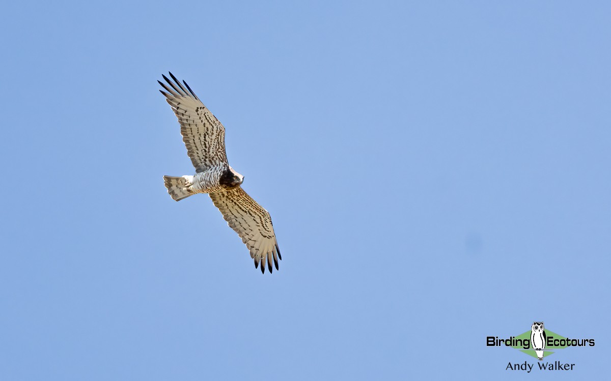 Short-toed Snake-Eagle - ML620776948