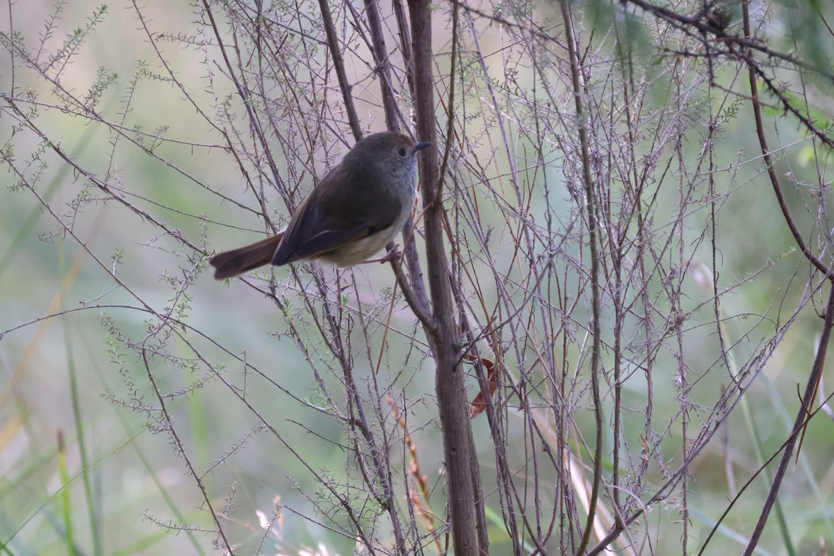 Brown Thornbill - ML620776950