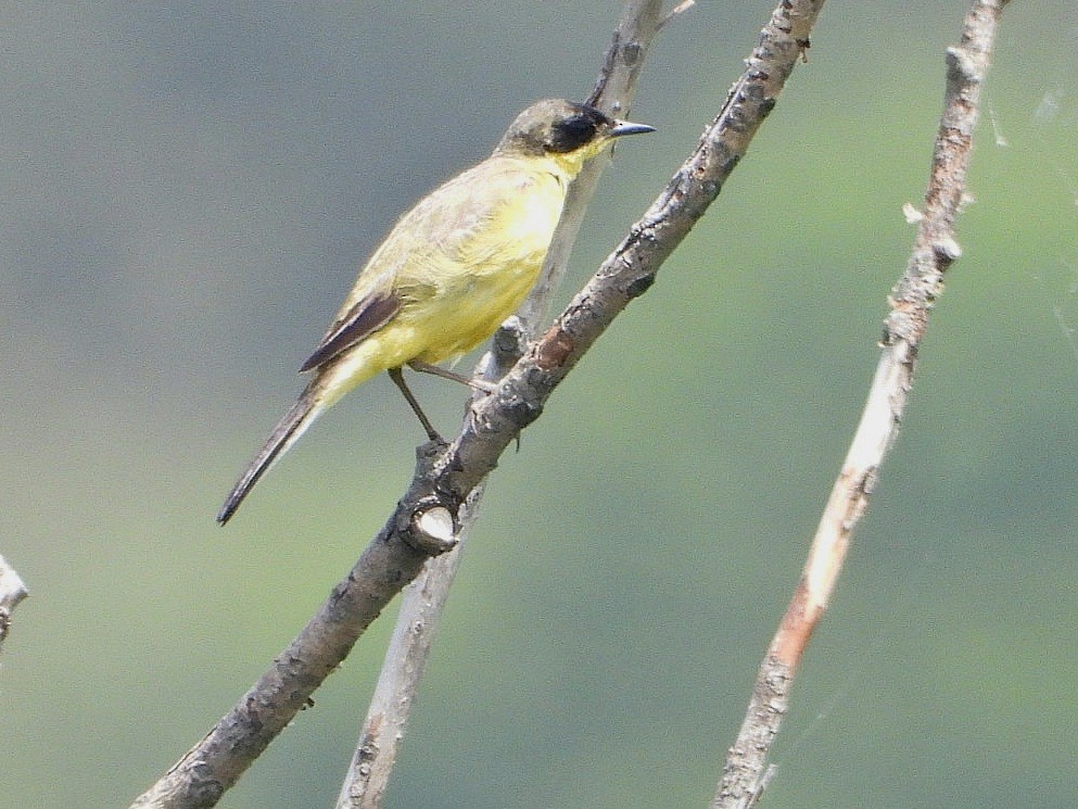 Western Yellow Wagtail - Ivan V