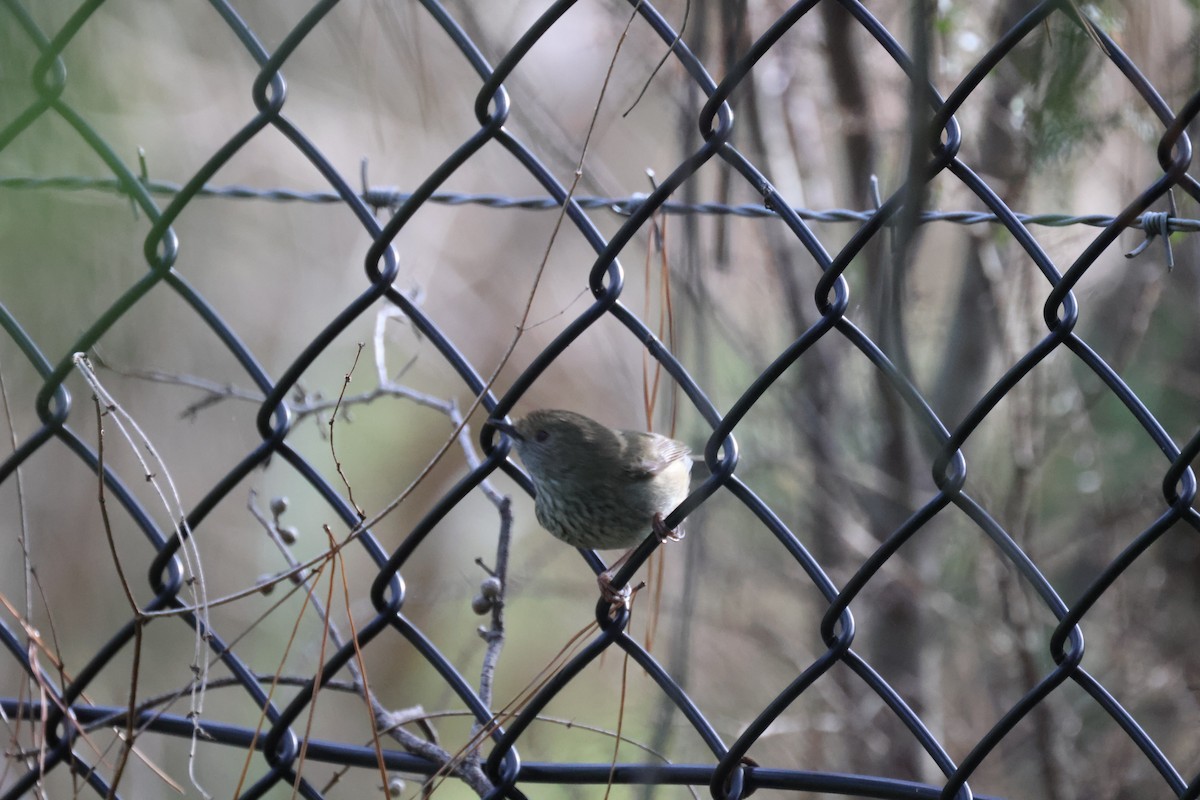 Brown Thornbill - ML620776954