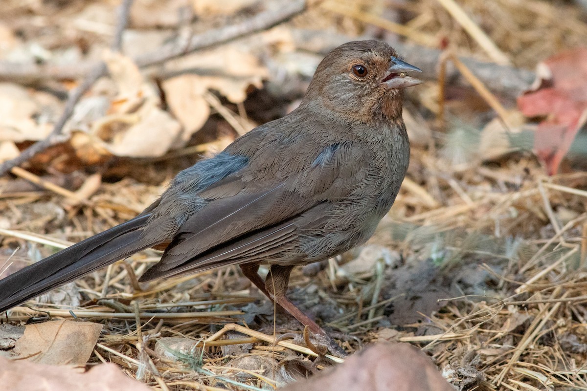 California Towhee - ML620776955