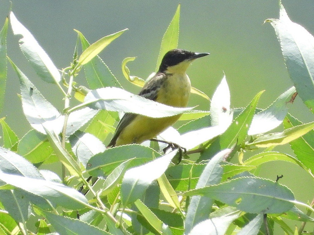 Western Yellow Wagtail (feldegg) - ML620776957