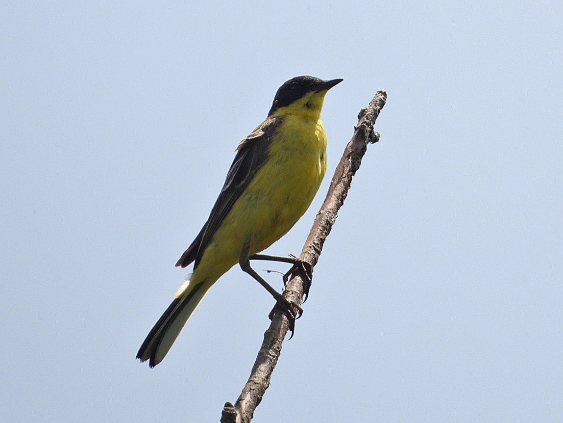 Western Yellow Wagtail (feldegg) - ML620776959