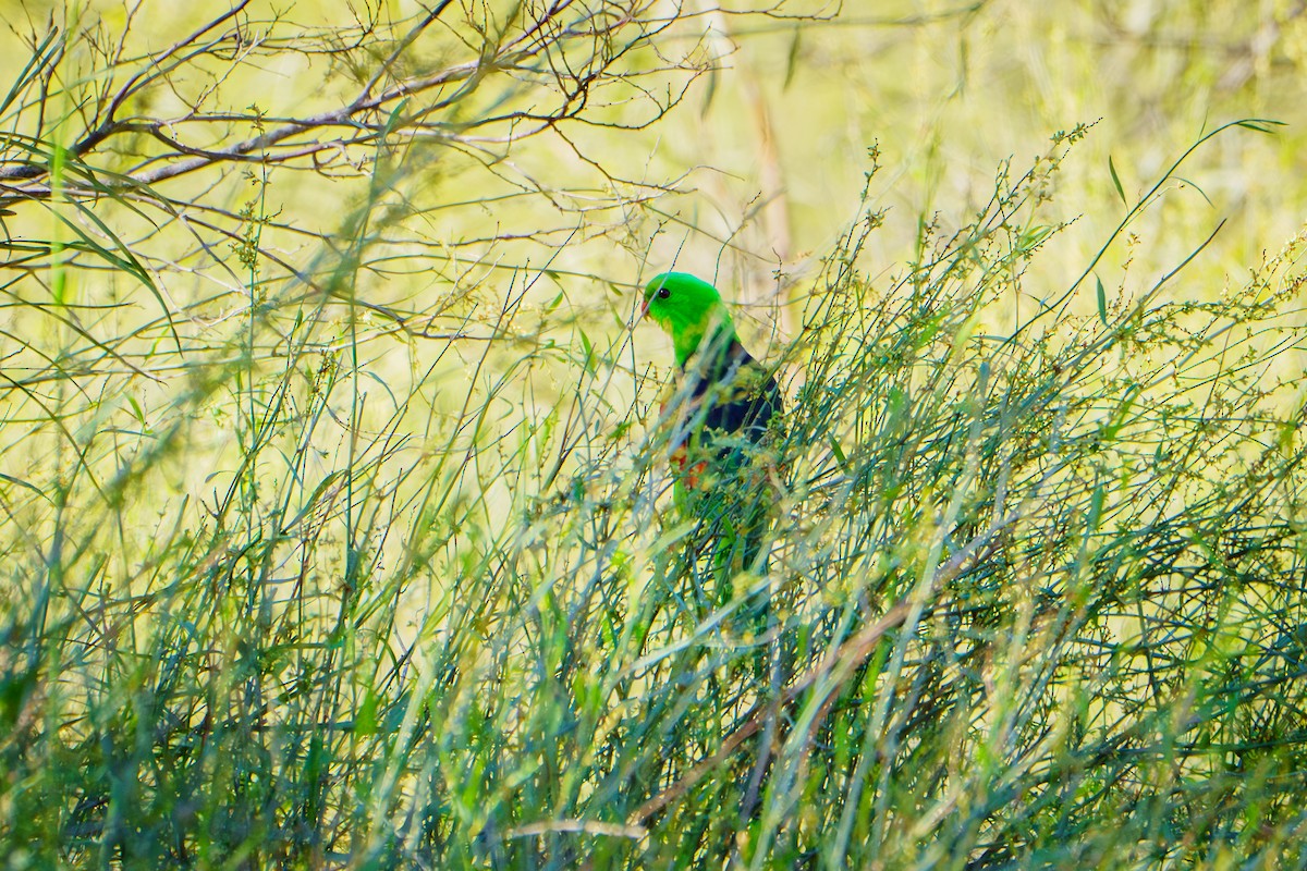 Red-winged Parrot - ML620776960