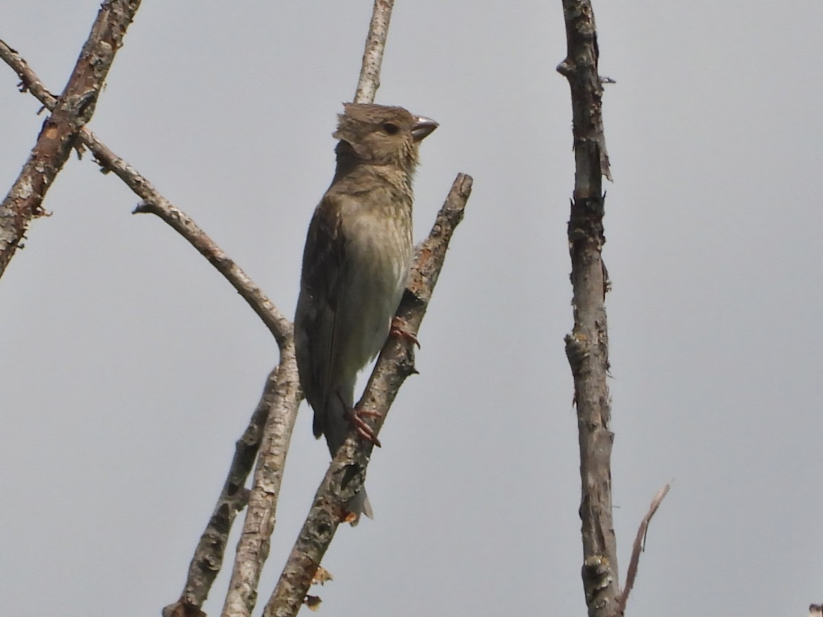 Common Rosefinch - ML620776961