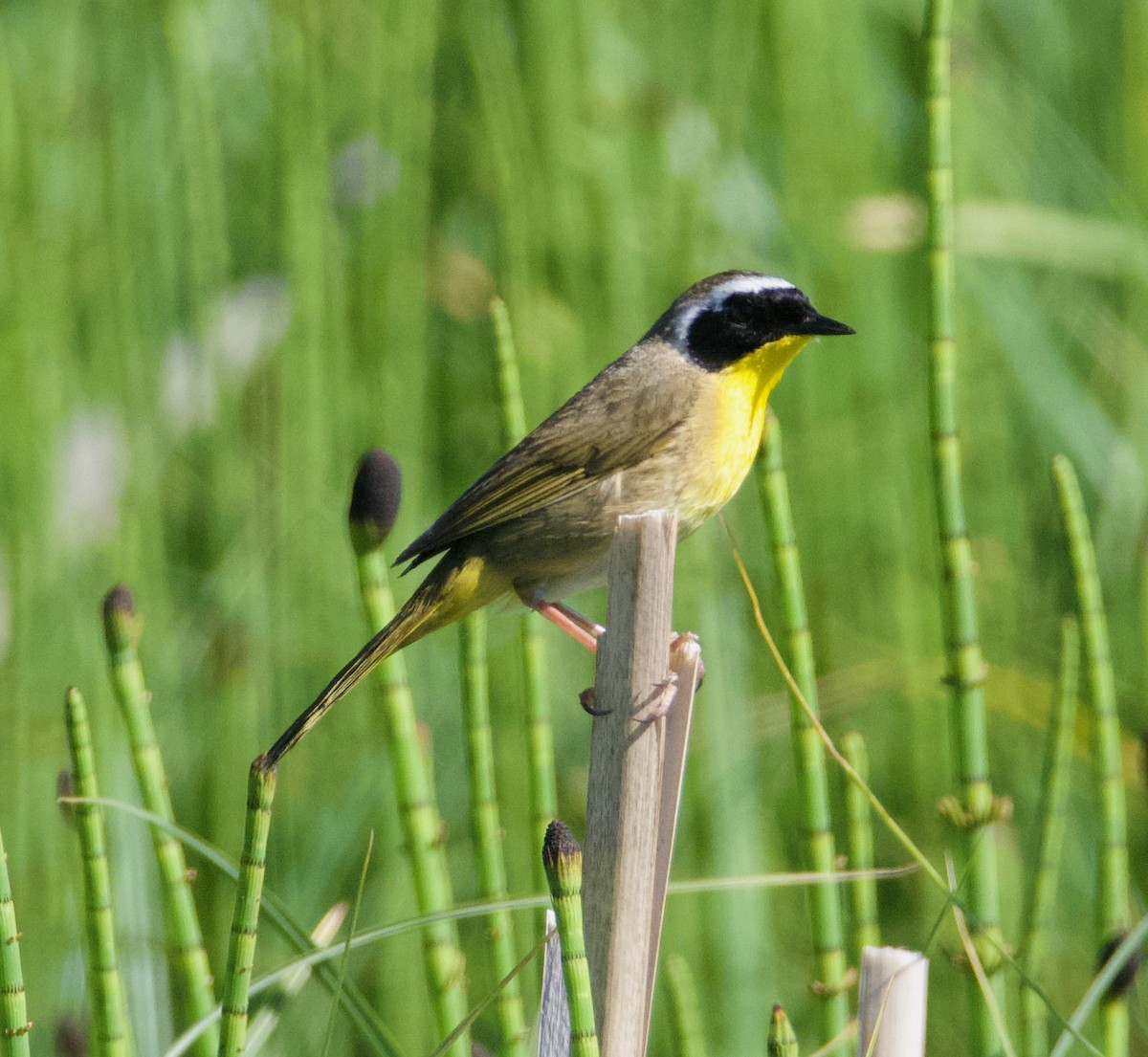 Common Yellowthroat - ML620776962