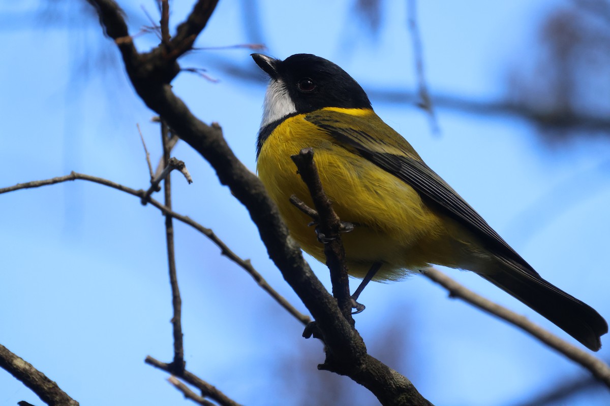 Golden Whistler - ML620776963