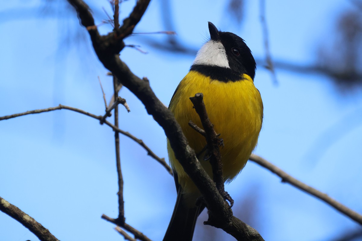 Golden Whistler - GEOFFREY SHINKFIELD