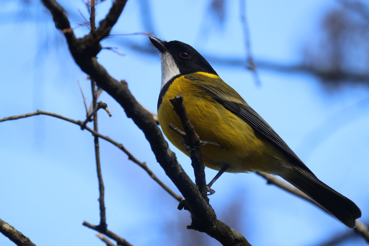 Golden Whistler - ML620776965