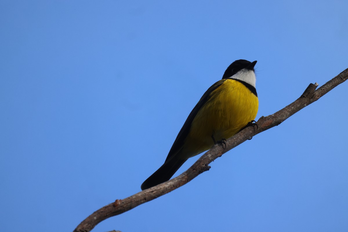 Golden Whistler - GEOFFREY SHINKFIELD