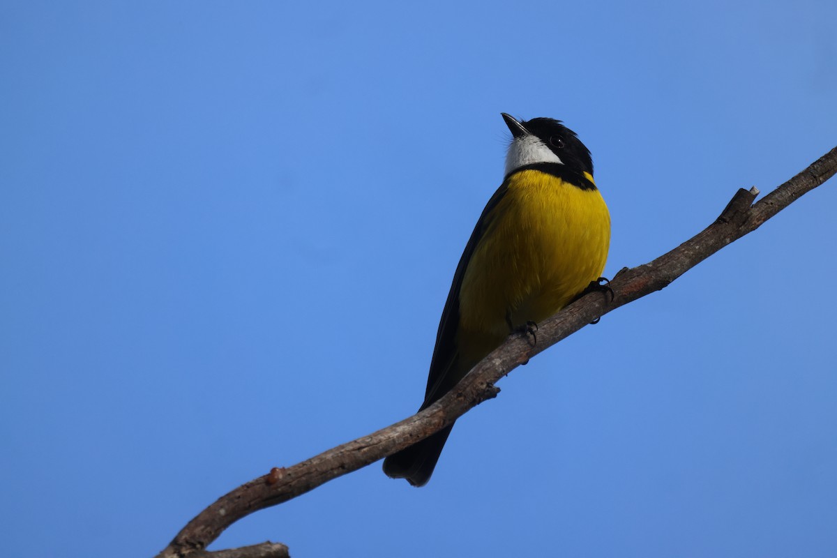 Golden Whistler - ML620776976