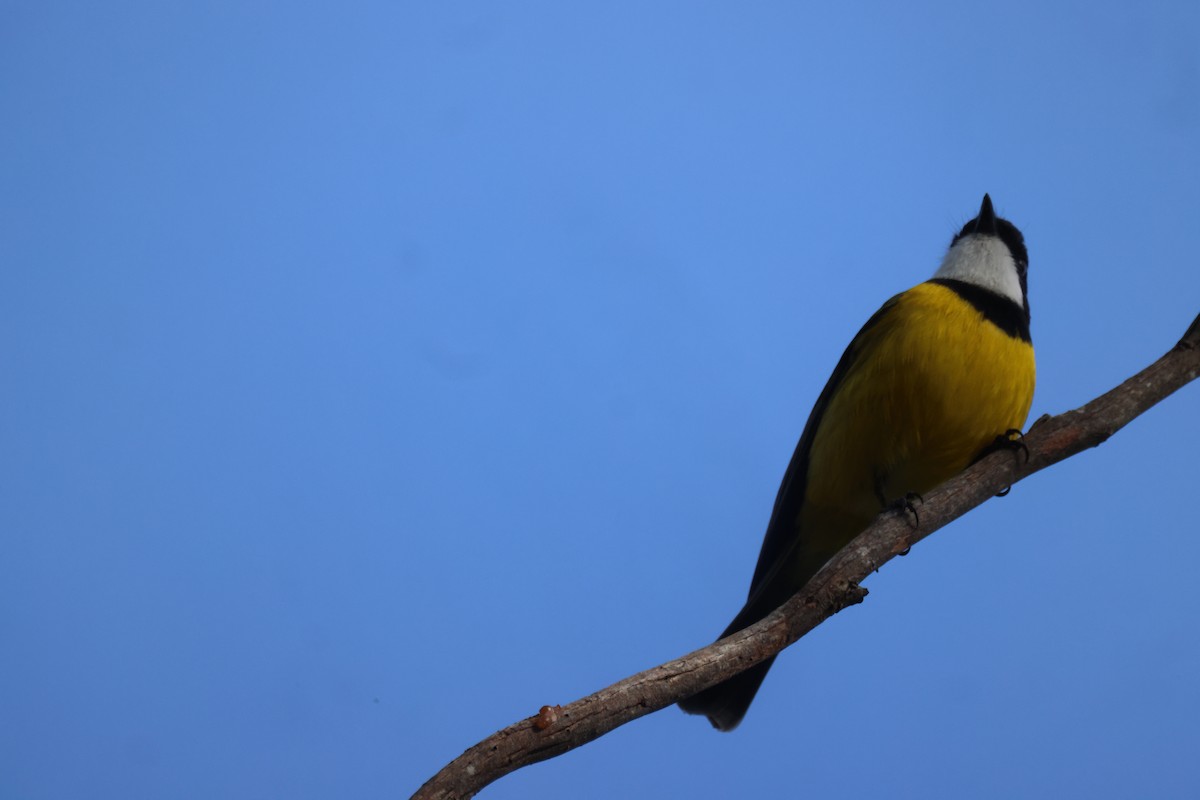 Golden Whistler - ML620776978