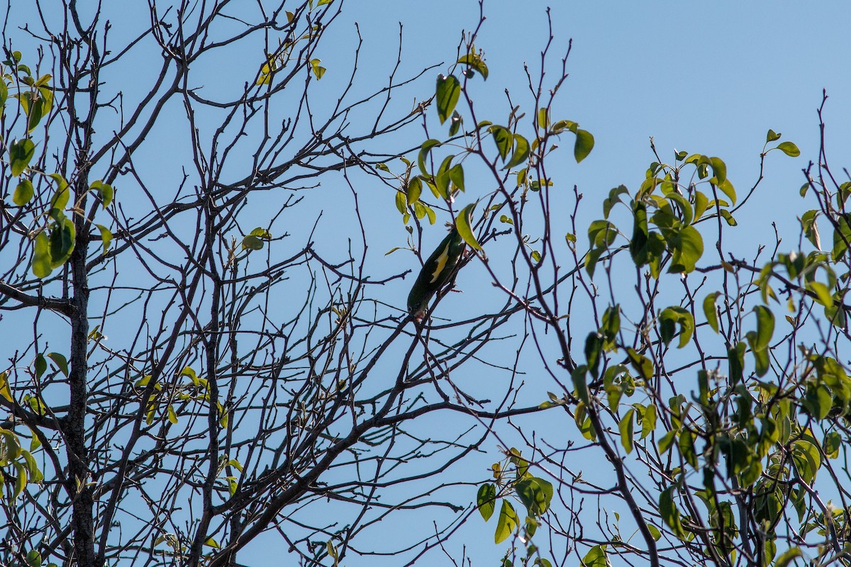 Yellow-chevroned Parakeet - ML620776981