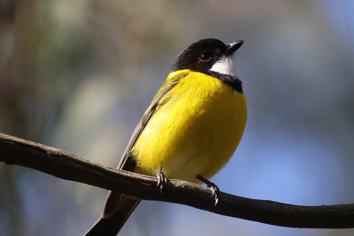 Golden Whistler - GEOFFREY SHINKFIELD