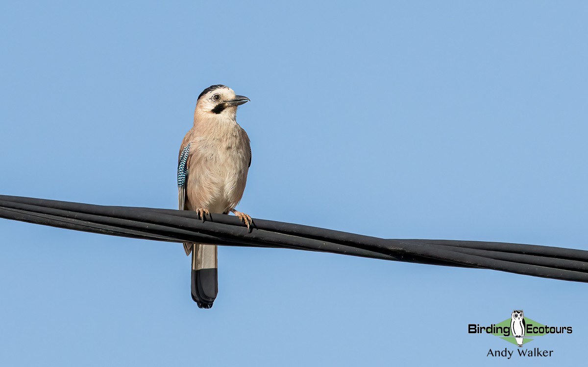 Eurasian Jay (Black-capped) - ML620776989