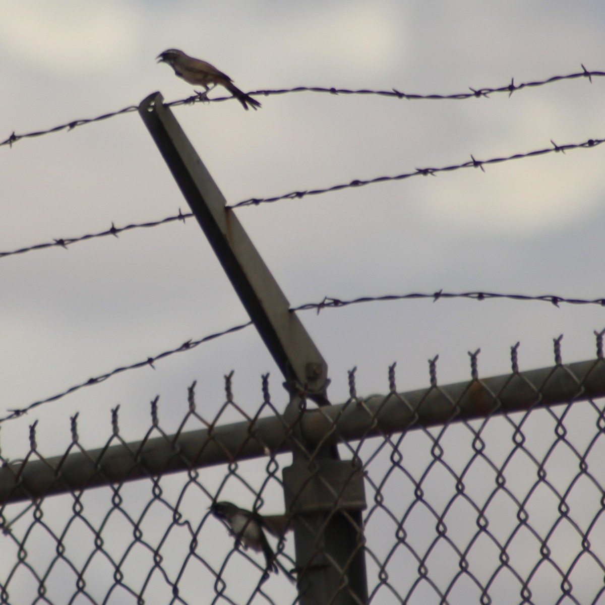 Black-throated Sparrow - ML620776992