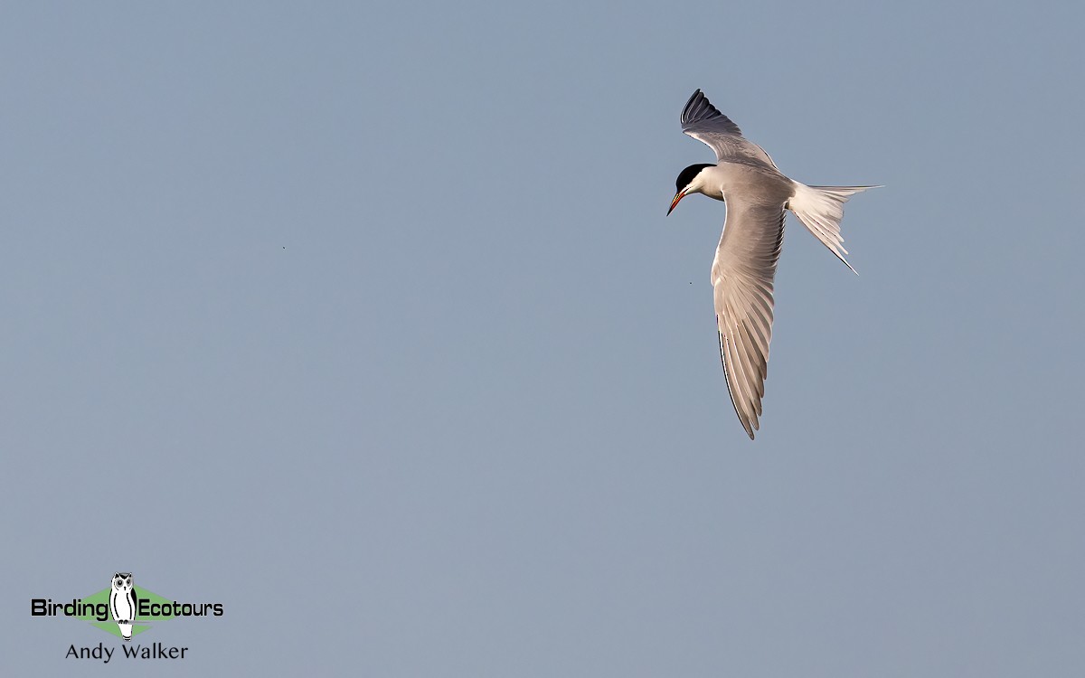 Common Tern - ML620776993