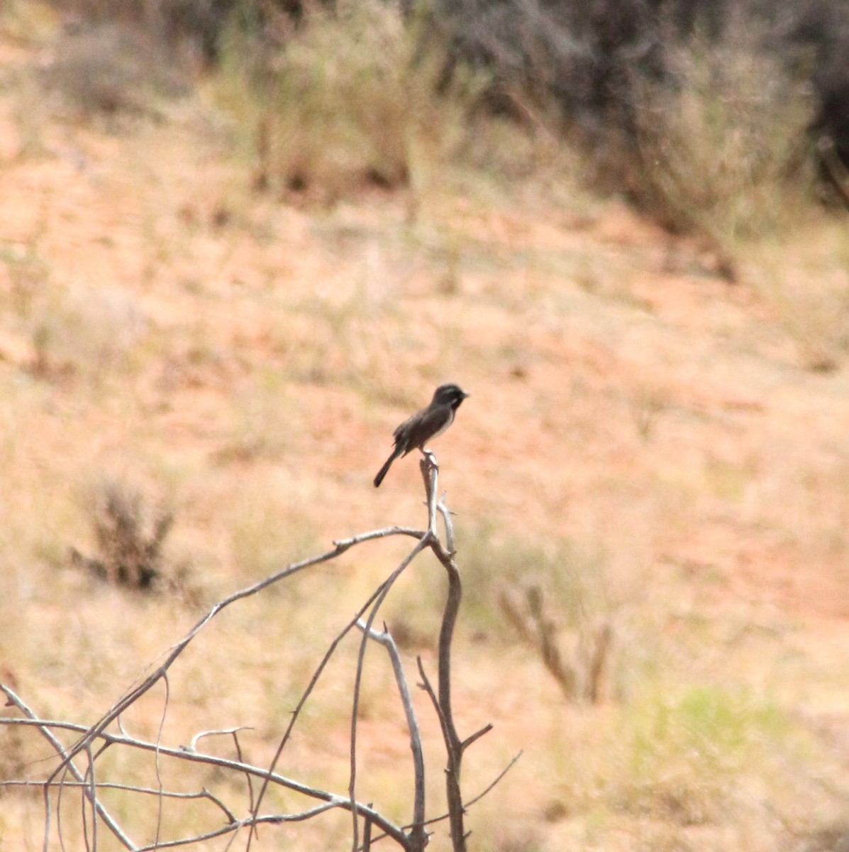 Black-throated Sparrow - ML620776994