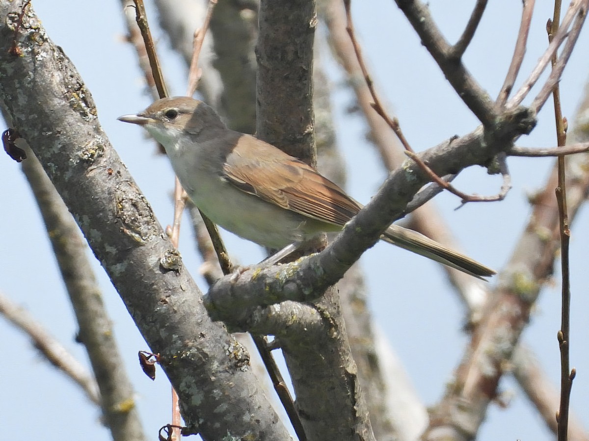 Greater Whitethroat - ML620776995