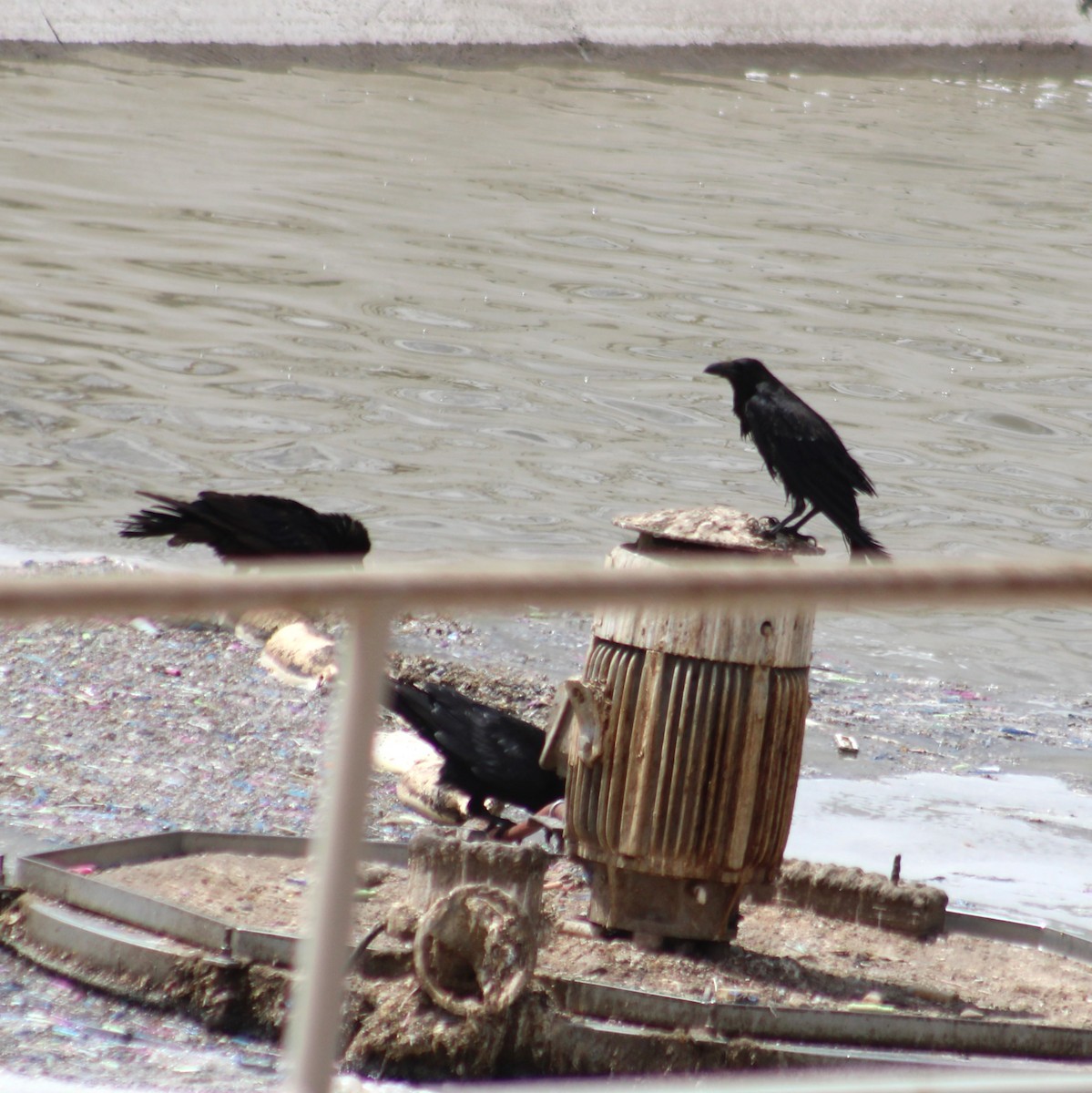 Common Raven - ML620776999