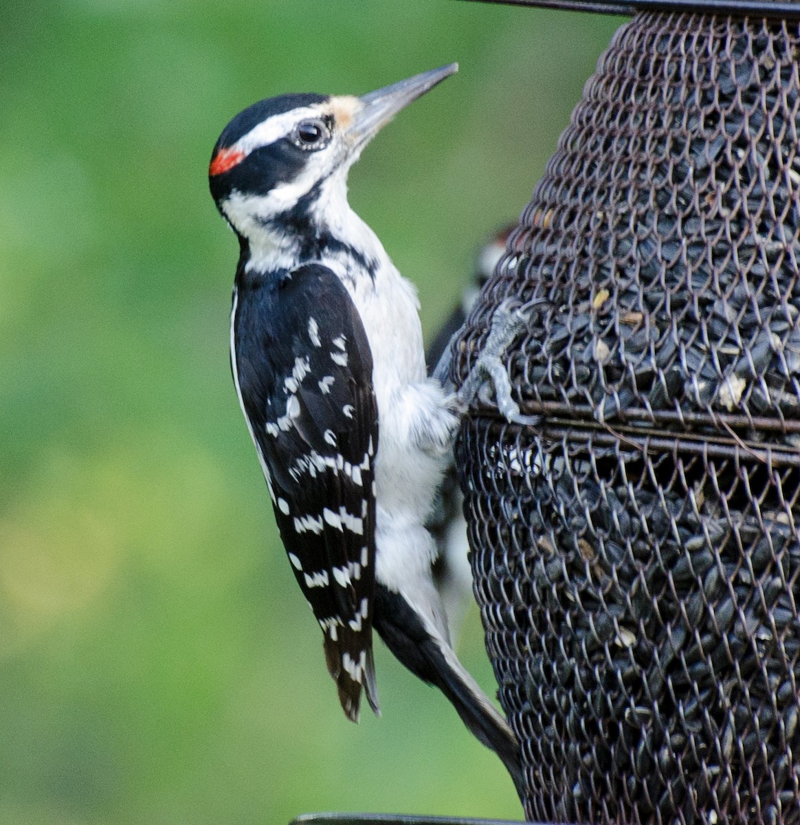 Hairy Woodpecker - ML620777003