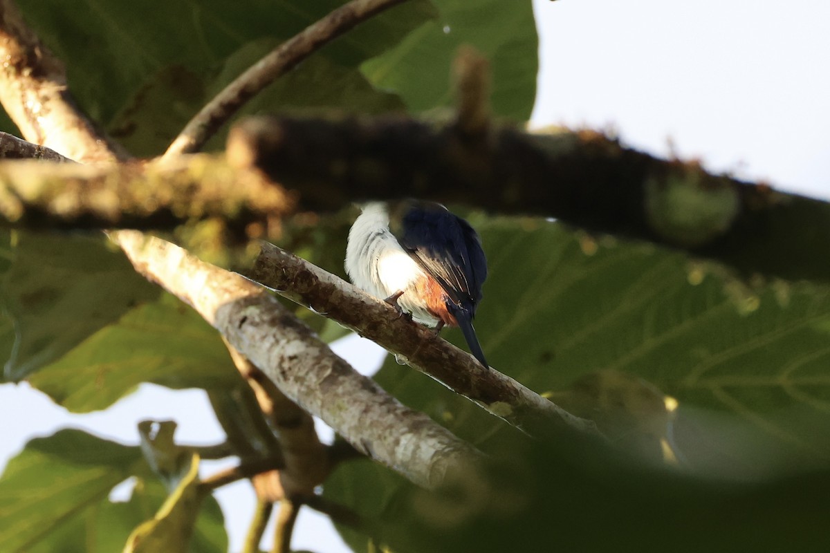 Ultramarine Kingfisher - ML620777008