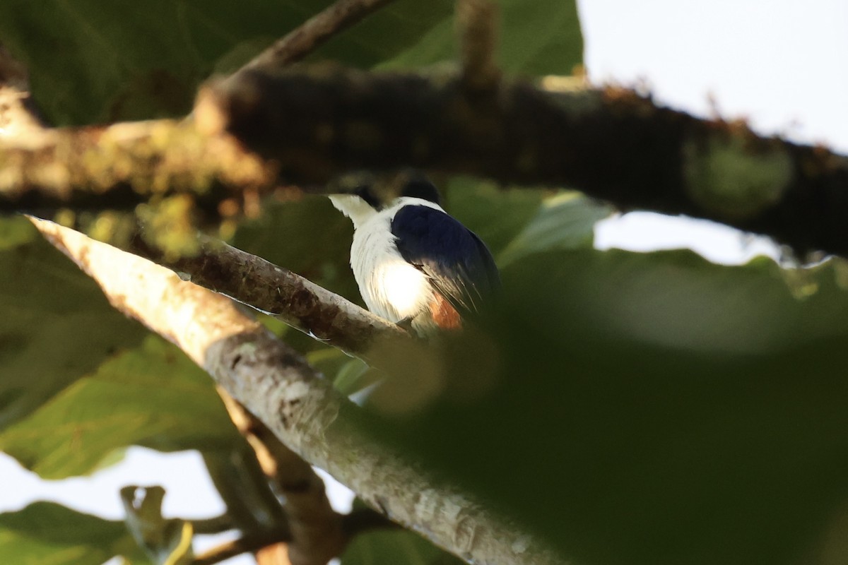 Ultramarine Kingfisher - ML620777009