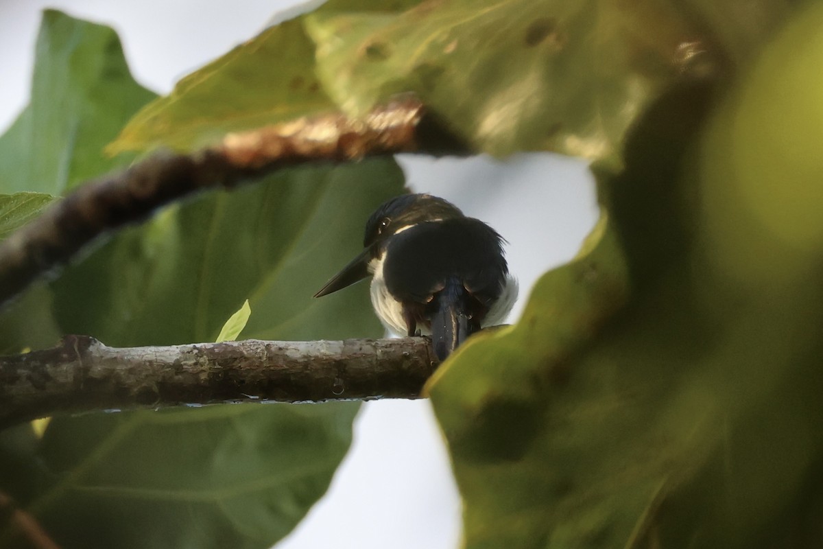 Ultramarine Kingfisher - ML620777012